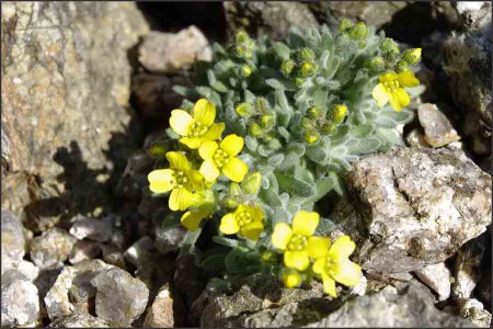 Draba crasifolia.